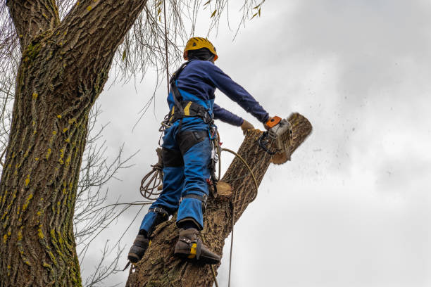 How Our Tree Care Process Works  in  Lake Elmo, MN