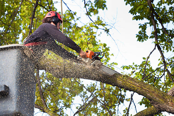 Reliable Lake Elmo, MN Tree Services Solutions